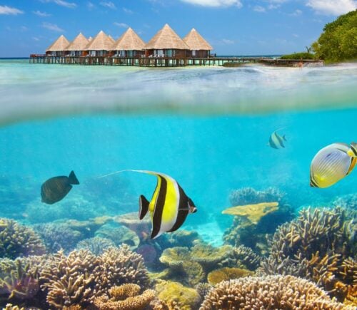Under the sea in the Maldives with a sunny climate