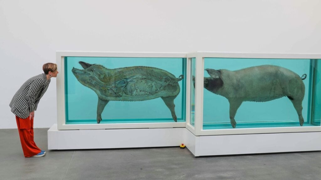 A woman looks at a Damian Hirst art installation featuring dead pigs