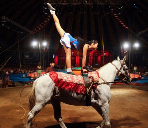 A performer balances herself on the back of a horse during a show at the Rambo Circus in Mumbai November 9, 2011