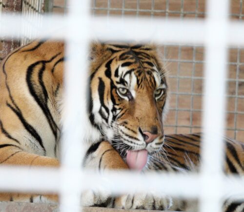 Tiger behind a cage