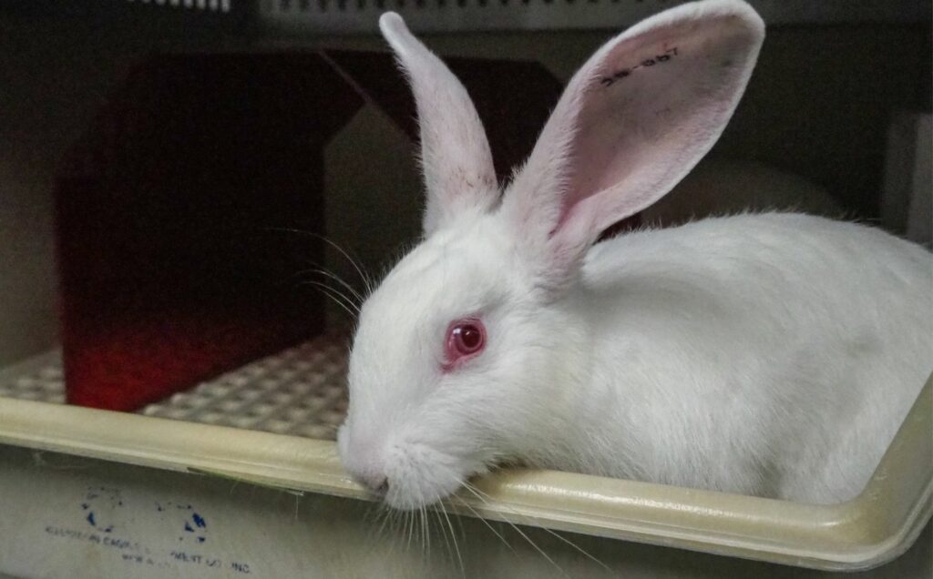 A white rabbit used in animal testing