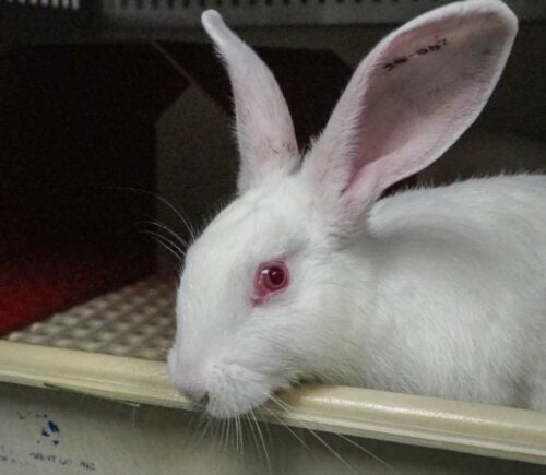 A white rabbit used in animal testing