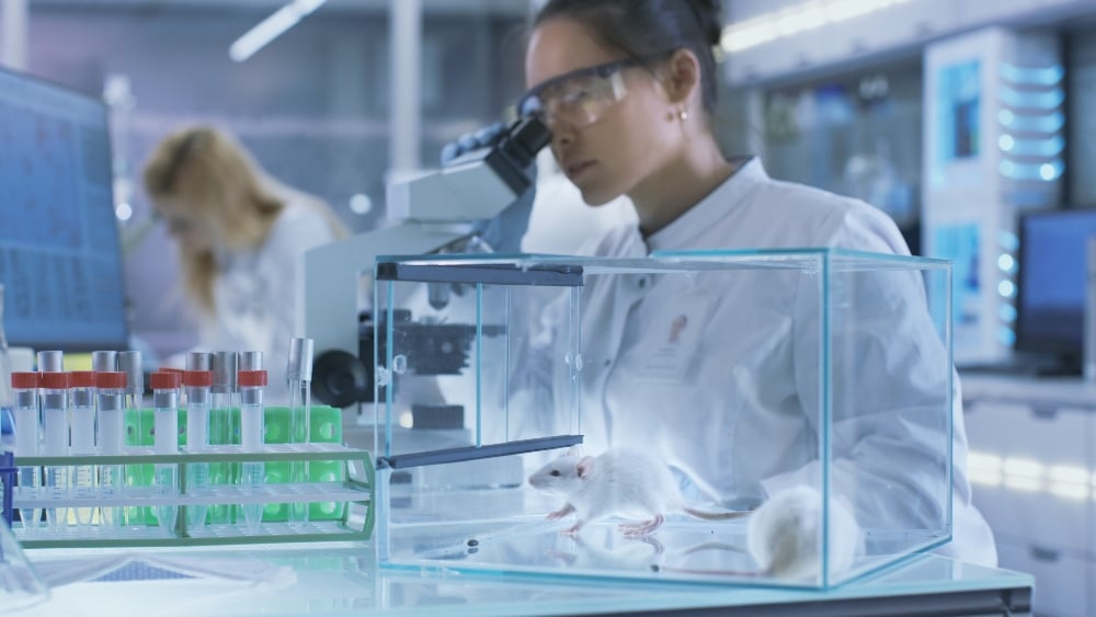 A mouse in a glass box in a lab as scientists perform animal experiments