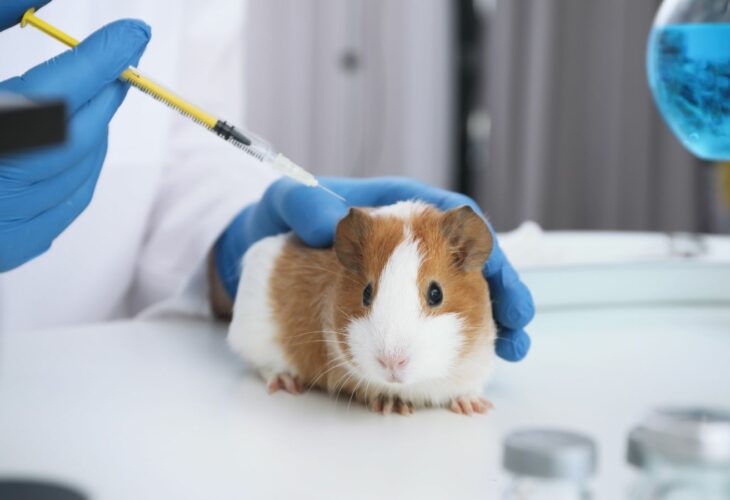 A guinea pig being experimented on as part of animal tests