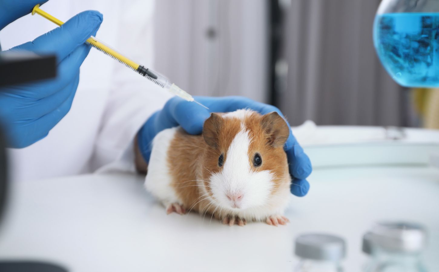 A guinea pig being experimented on as part of animal tests