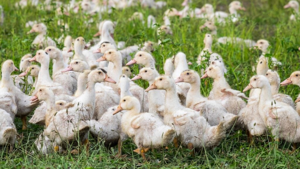 a group of farmed ducks in France