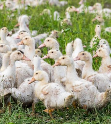 a group of farmed ducks in France
