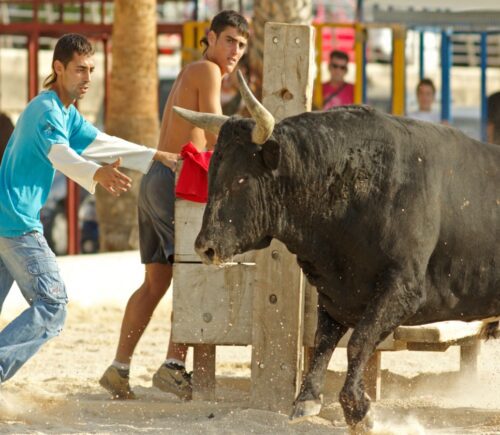 Bull festival in Spain