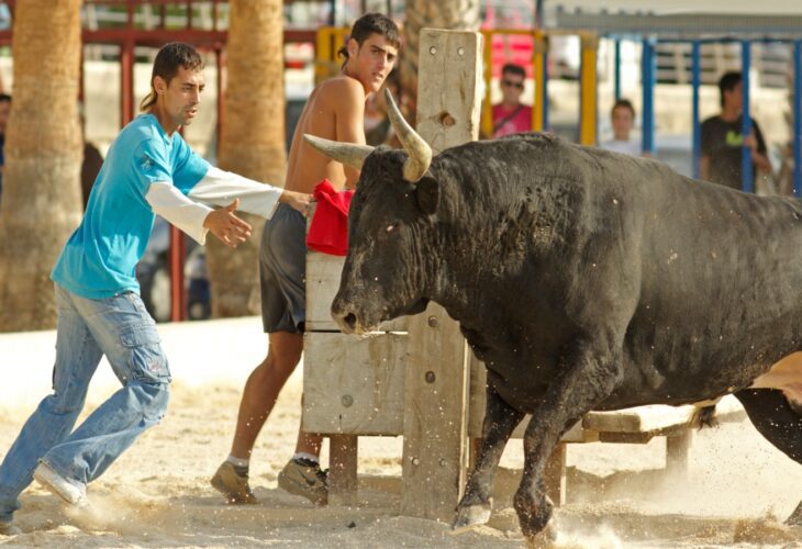 Bull festival in Spain
