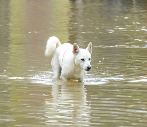 a dog walks through deep water
