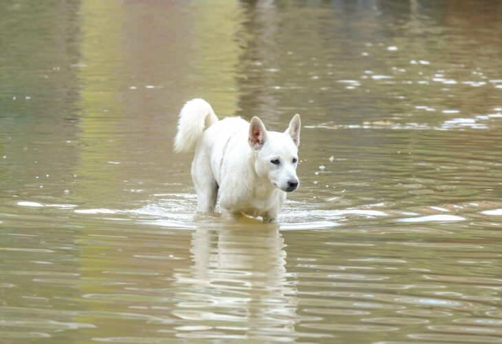 a dog walks through deep water