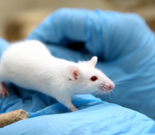 hands with blue gloves hold a white mouse