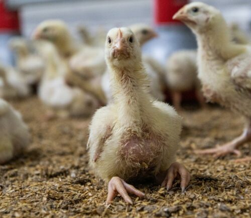 The UK is being taken to court over the size of its chickens