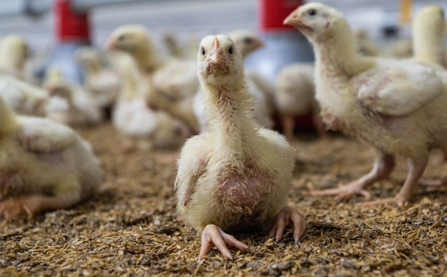 The UK is being taken to court over the size of its chickens