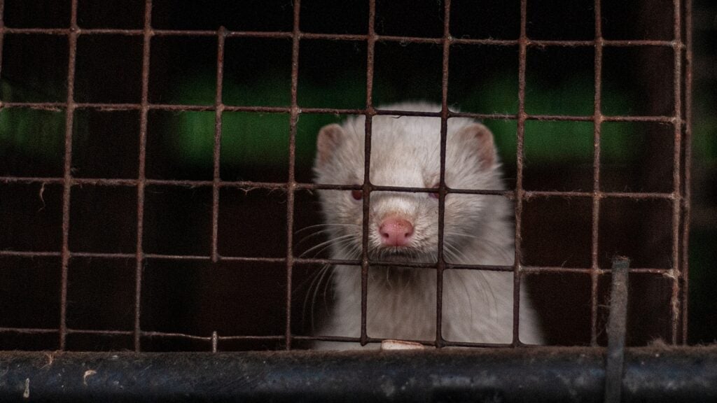 A mink looks out from a cage at a fur farm in Italy.