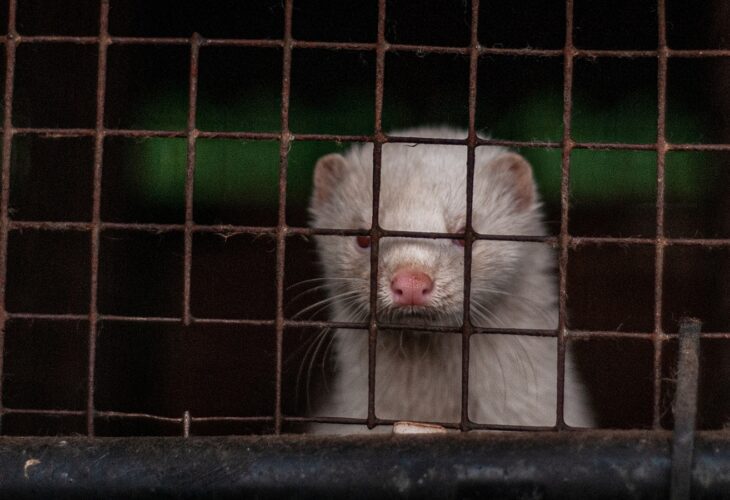 A mink looks out from a cage at a fur farm in Italy.