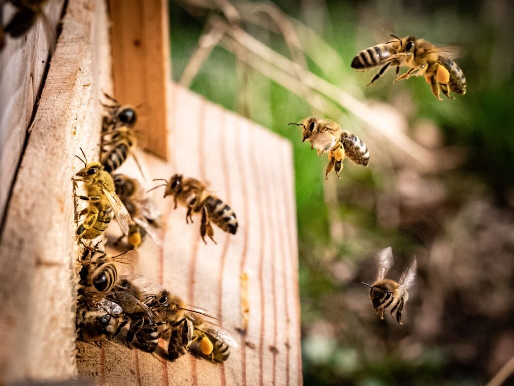 Honeybees flying around a wooden box where their colony and hive is