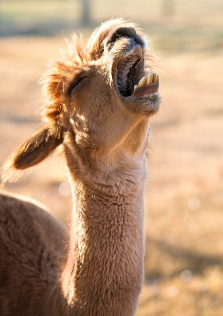 Alpaca laughing at vegan jokes