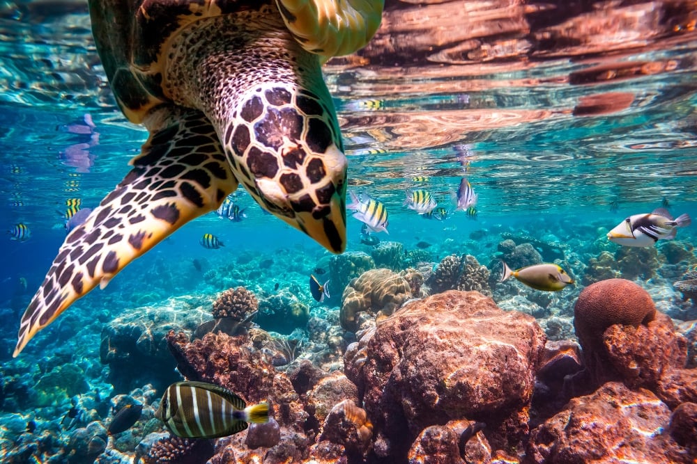 A Hawksbill Turtle underwater amongst a coral reef in the Maldives