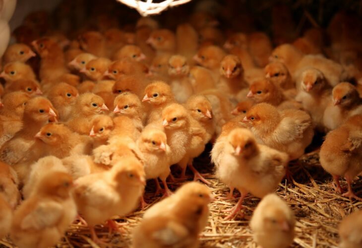 Chicks in a hatchery