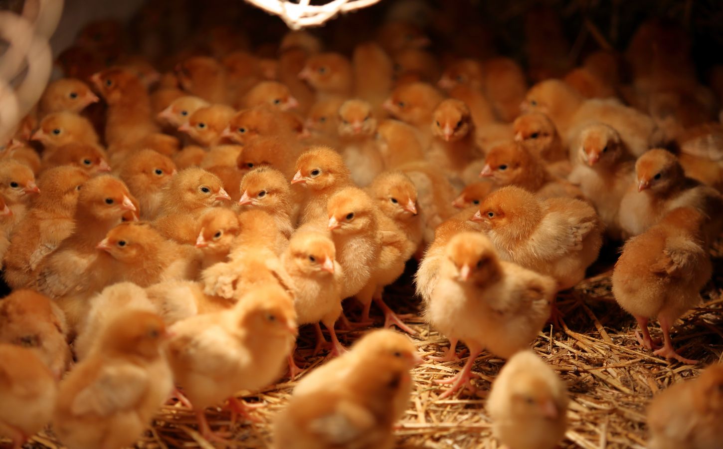 Chicks in a hatchery