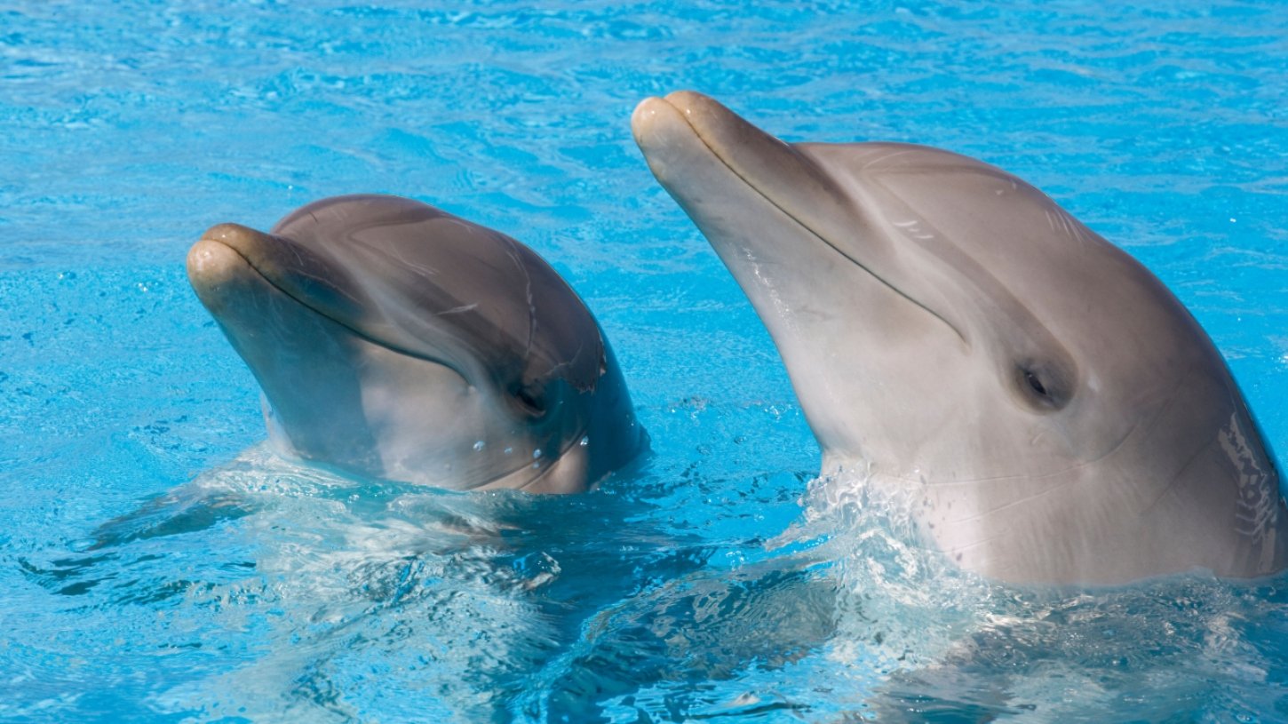 two dolphins at Mediterraneo Marine Park