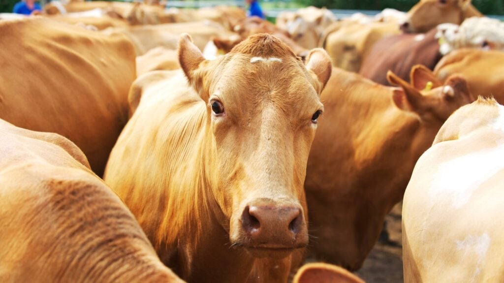 Herd of cows in a pen in a UK farm awaiting milking
