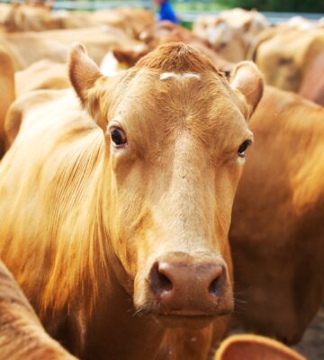 Herd of cows in a pen in a UK farm awaiting milking