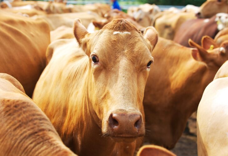 Herd of cows in a pen in a UK farm awaiting milking