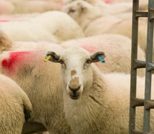 A group of sheep in a live export ship