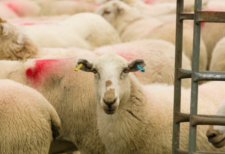 New Zealand Is Officially Banning Live Animal Exports