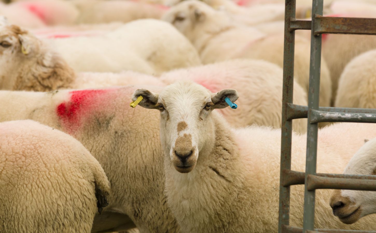 A group of sheep in a live export ship