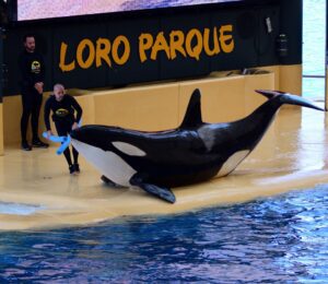 An orca out of the water during a performance at Loro Parque in Tenerife