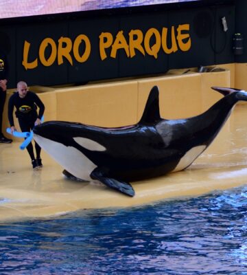 An orca out of the water during a performance at Loro Parque in Tenerife