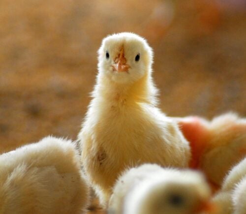 A chick looking at the camera