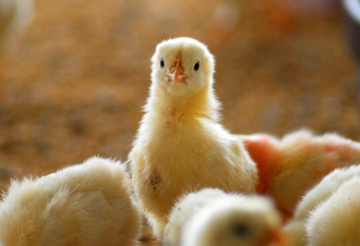 A chick looking at the camera
