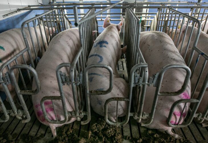Pigs in gestation crates