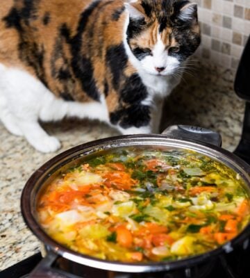 a cat on a worktop sniffing soup on a stove