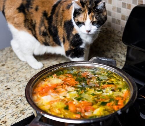 a cat on a worktop sniffing soup on a stove