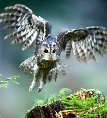 An owl flying among some bushes