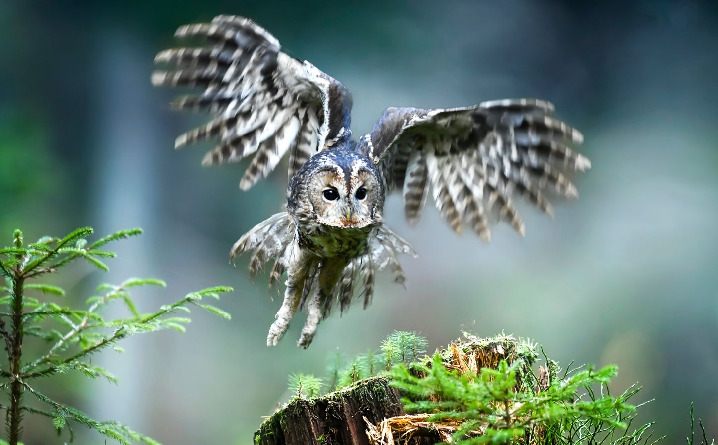 An owl flying among some bushes