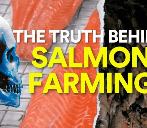 Salmon farming graphic