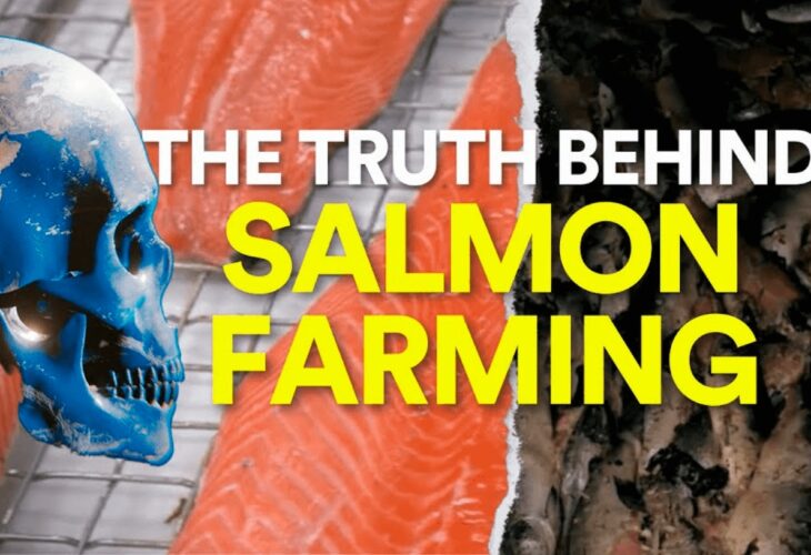 Salmon farming graphic