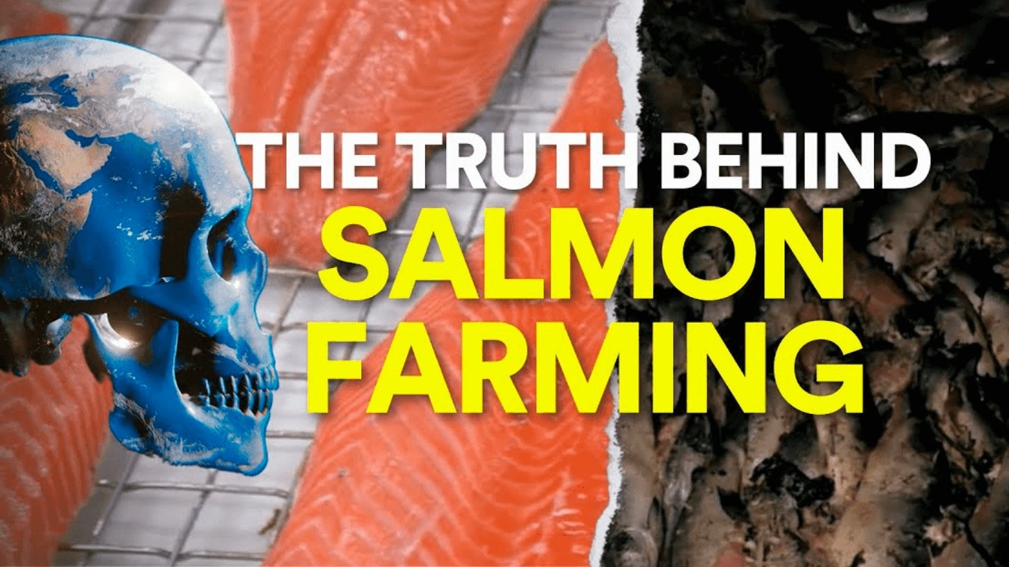 Salmon farming graphic