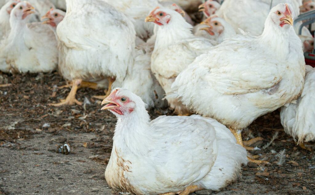 Chickens on a factory farm