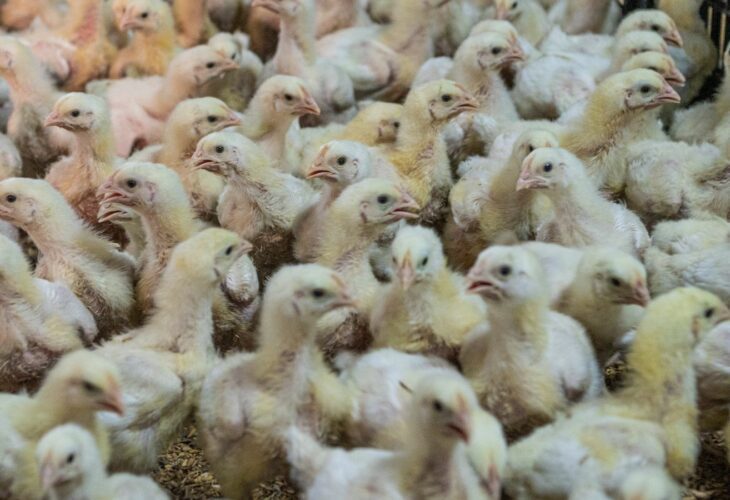 Switzerland has voted against a ban on factory farming