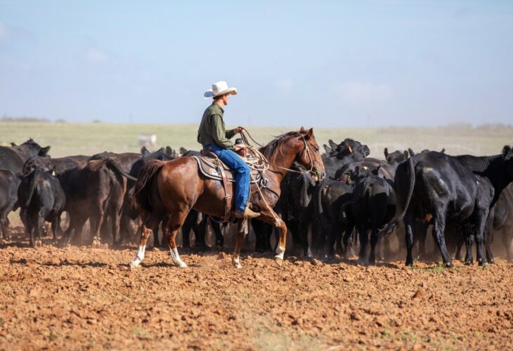 Cowboy rounding up cattle in Texas
