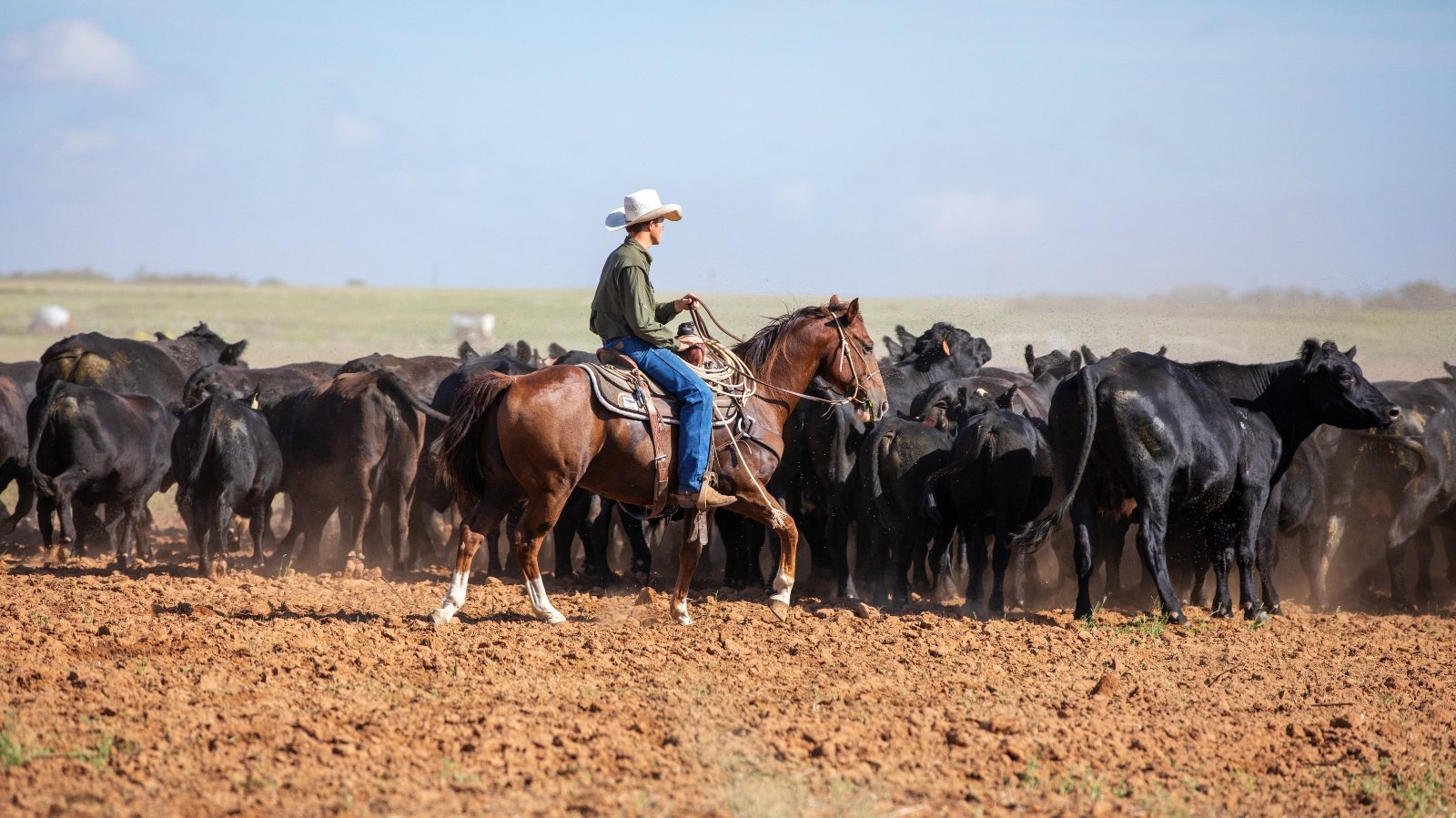 Cowboy rounding up cattle in Texas