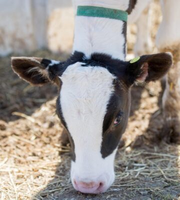 Close up of a brown and white calf on a farm