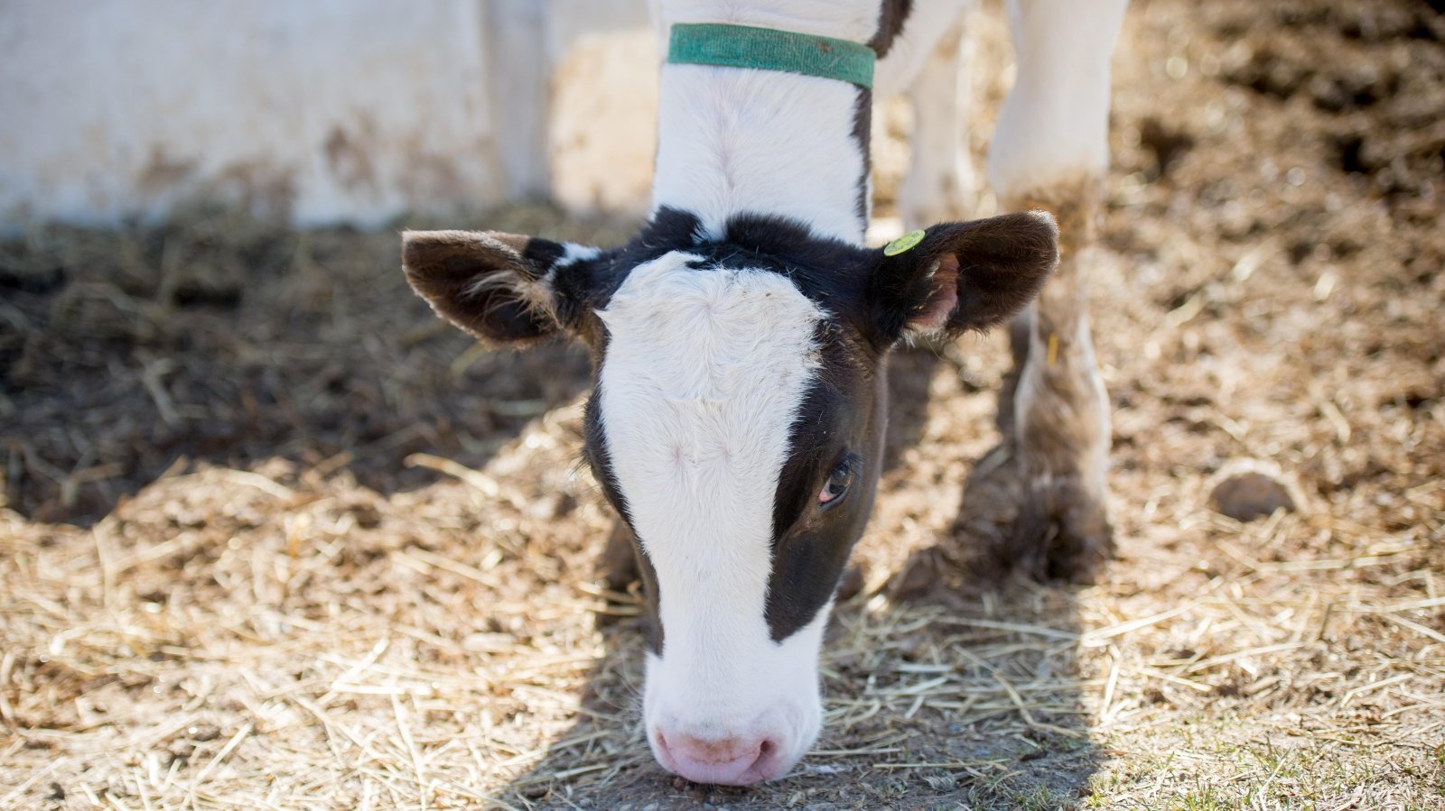 Close up of a brown and white calf on a farm